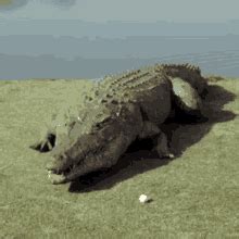 crocodile gif|crocodile exploding gif.